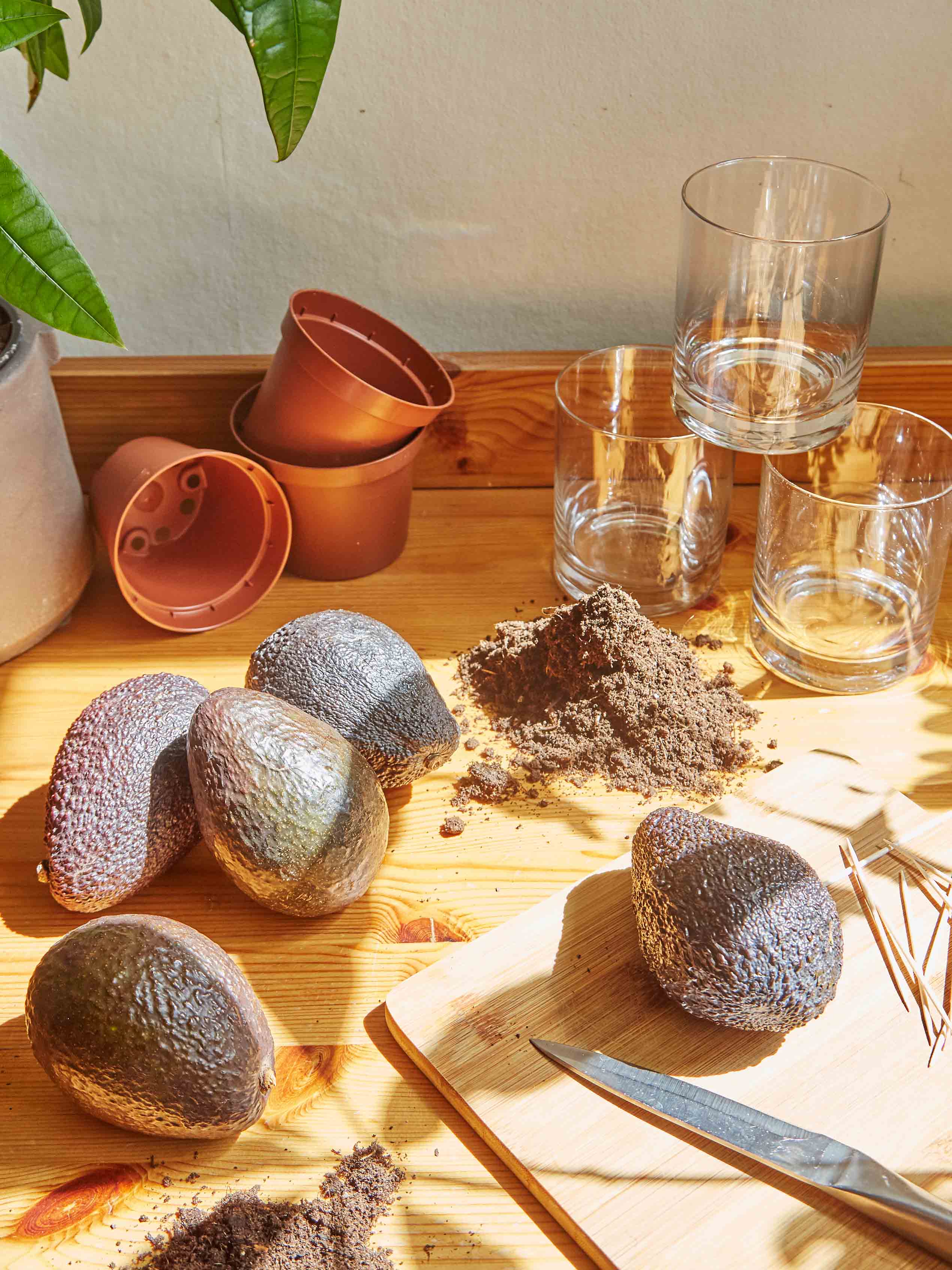 grow your own avocado