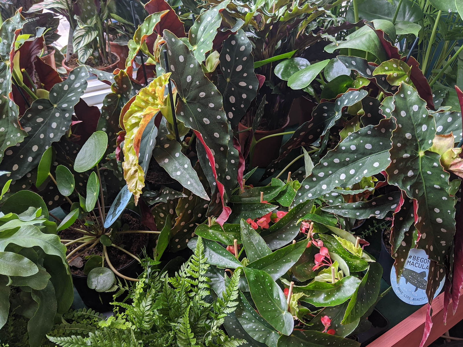 houseplant lighting in the winter