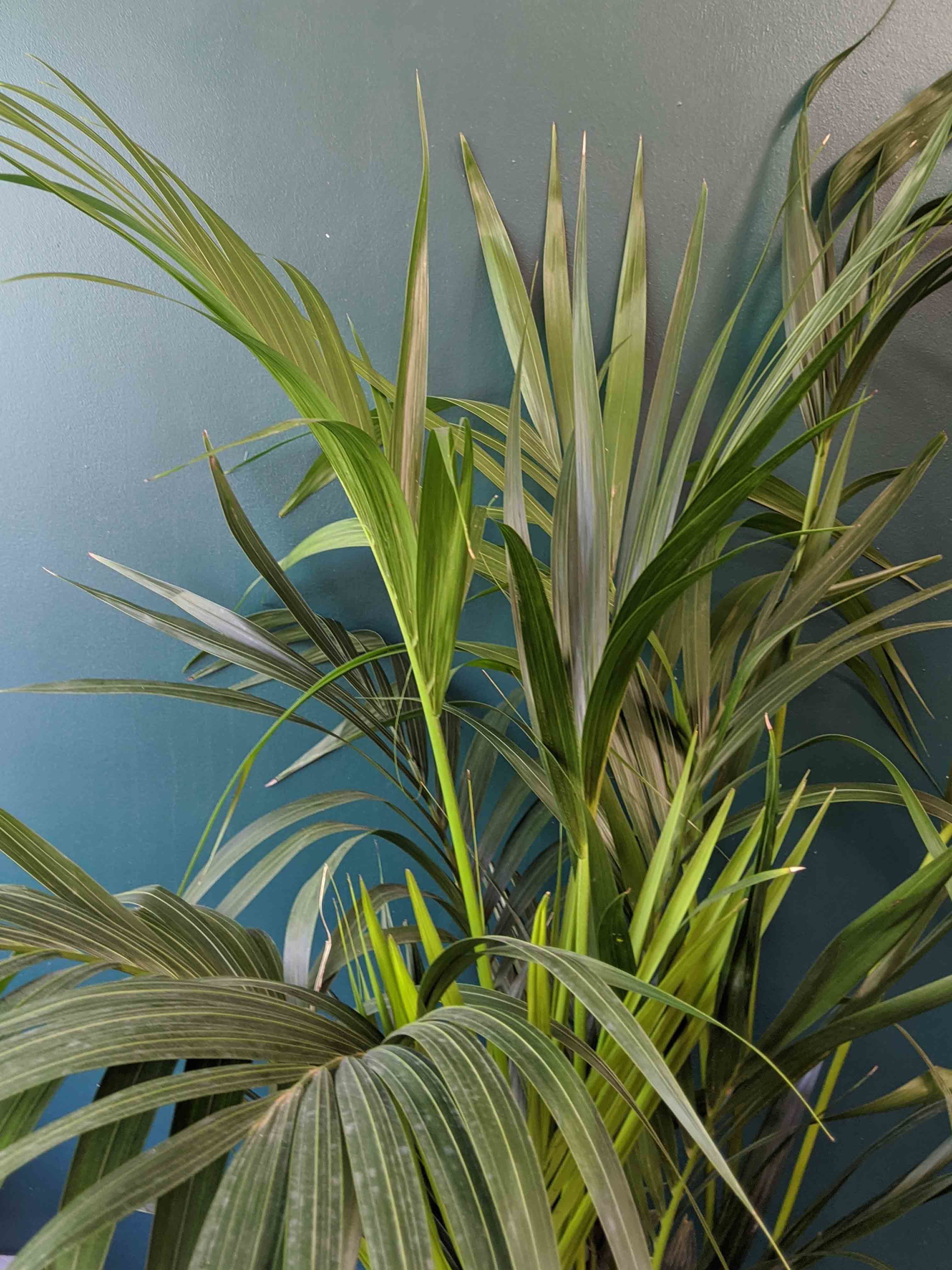 palm plant