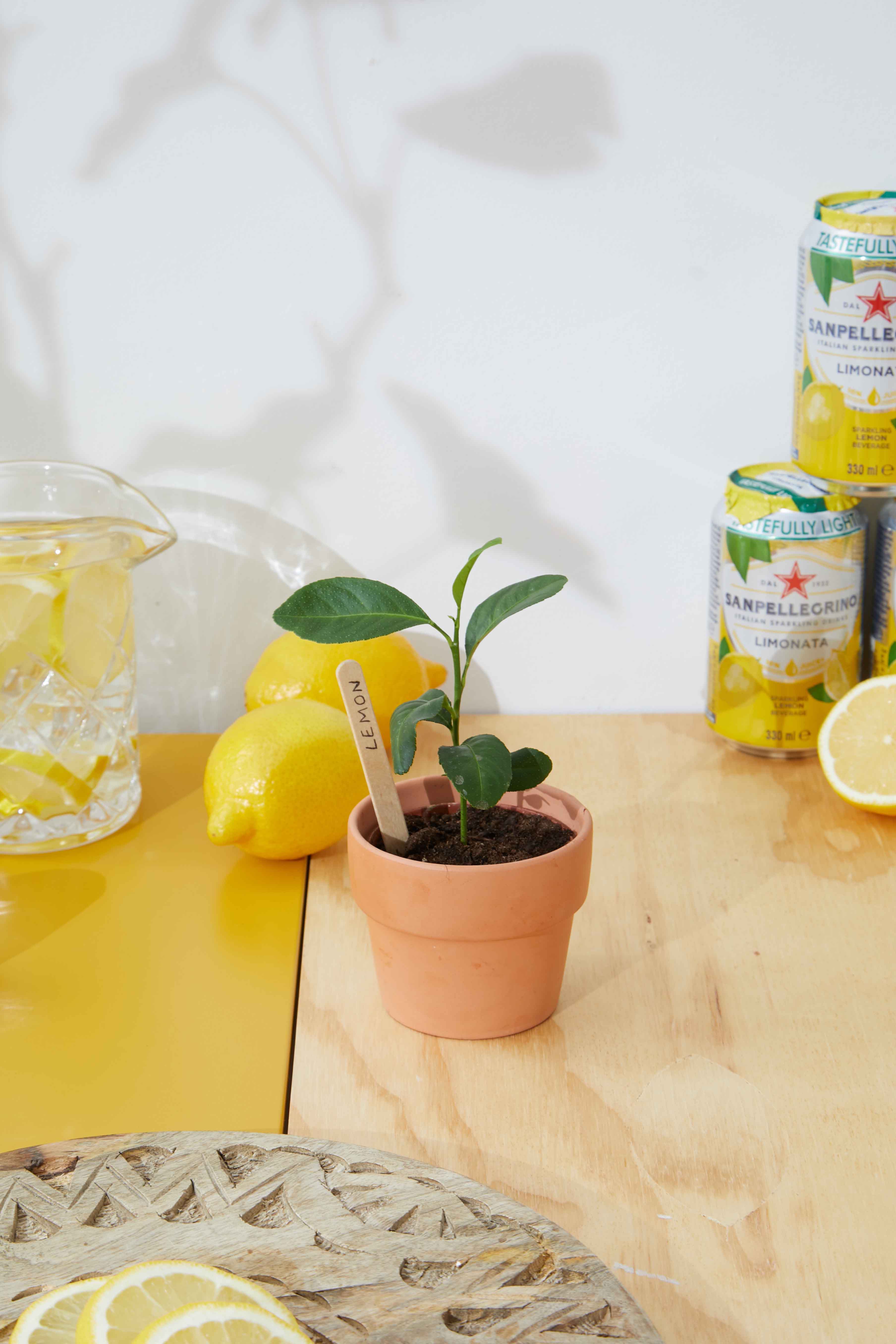 grow your own lemon tree