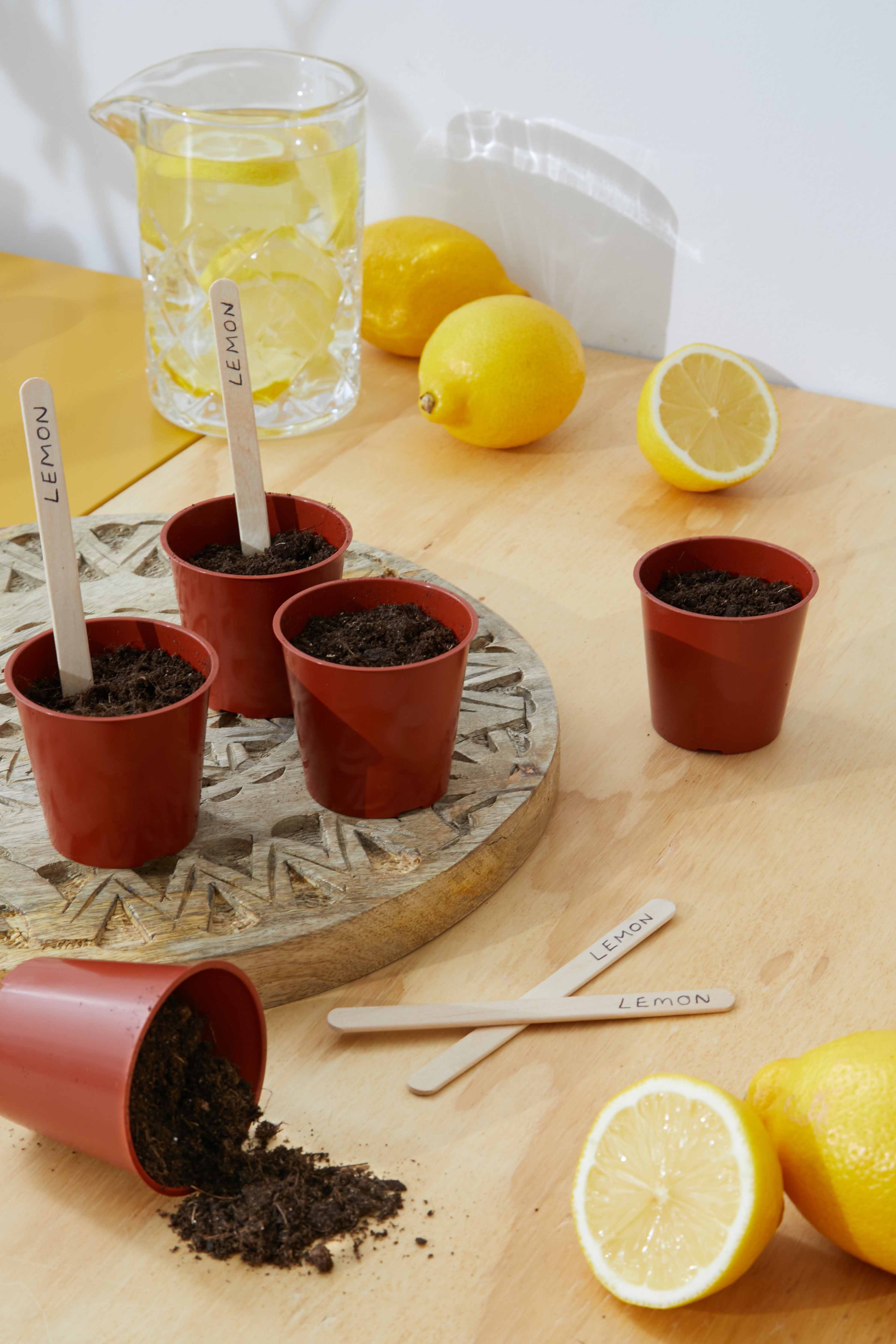 grow your own lemon tree
