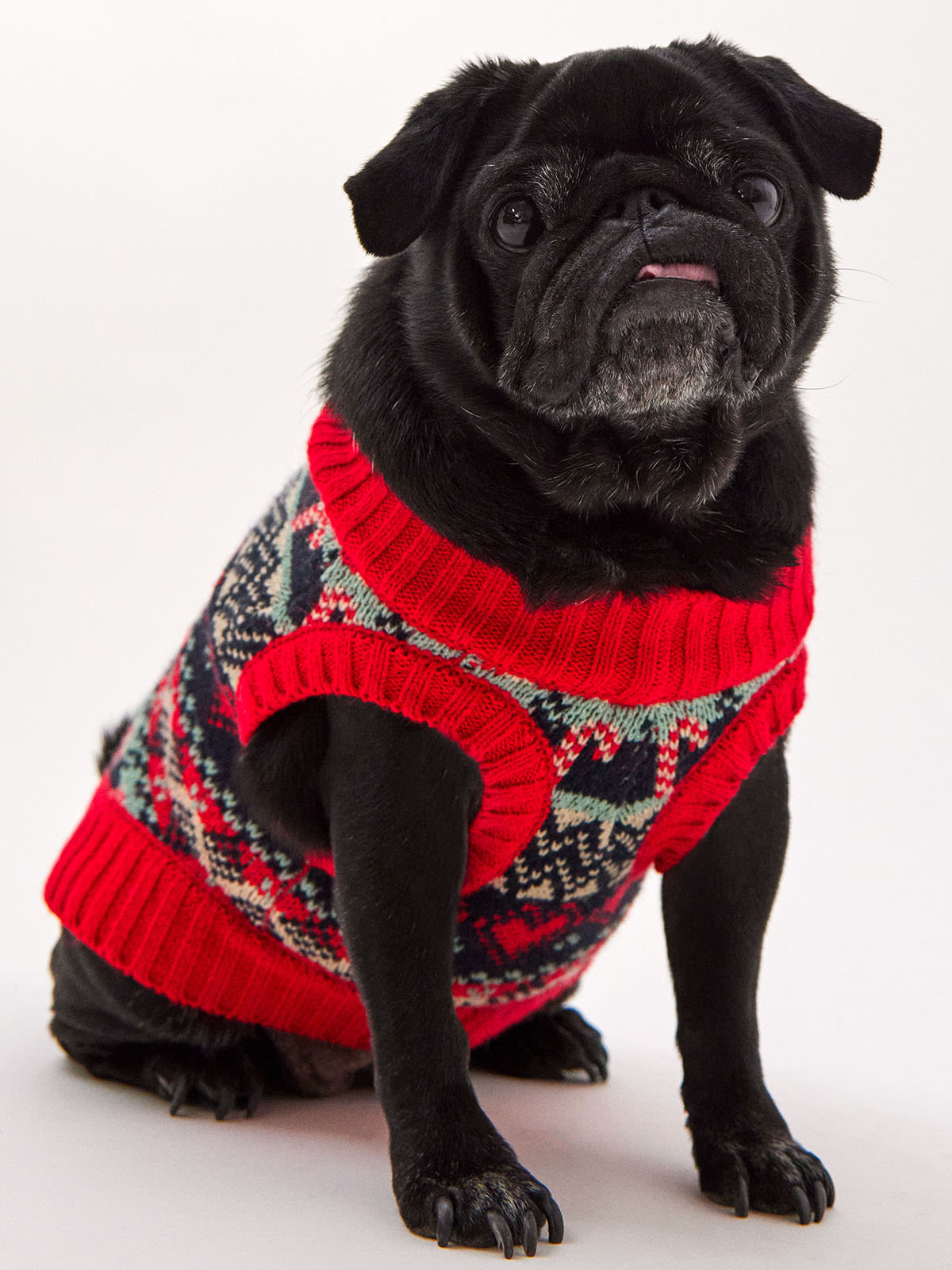 petfitters dog clothes collection