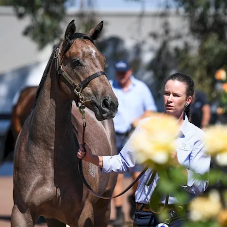 From sale ring to racetrack – Feeding during the training transition