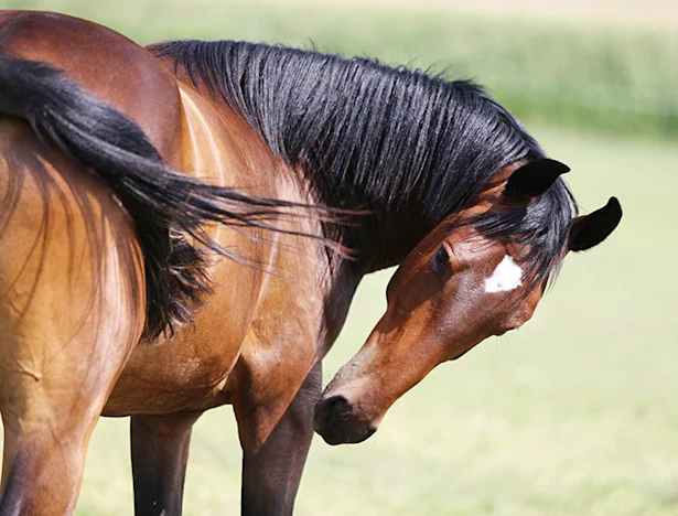 Barastoc Fibre-Beet Mash and Ulcers - an Update