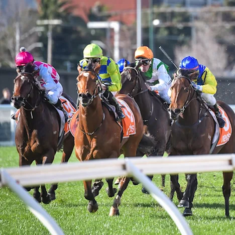 Food For Thought - Diamond V®