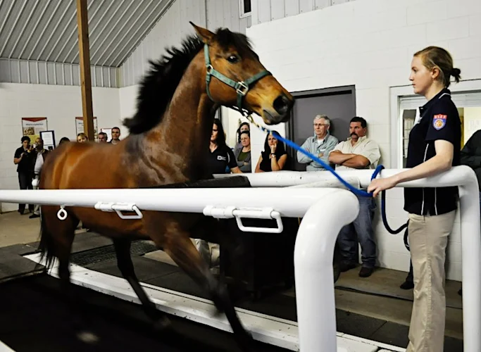 International expertise