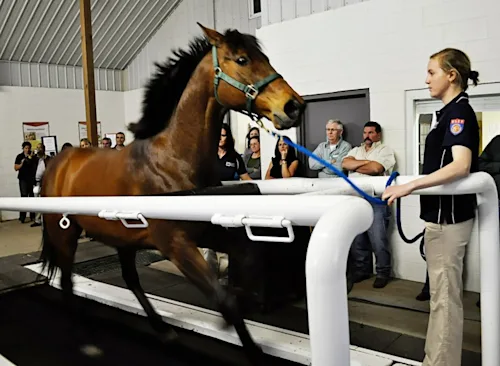 International expertise