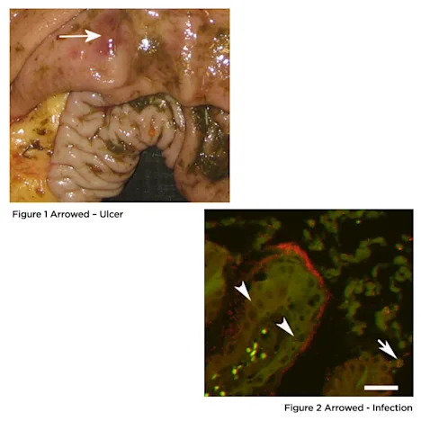 Ulceration of the Horse’s Gastro-Intestinal Tract