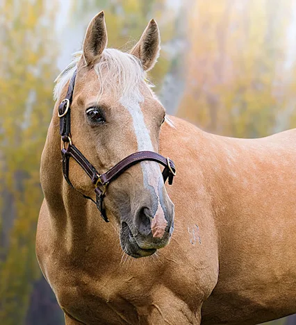 Get your horse back to PERFECT Condition