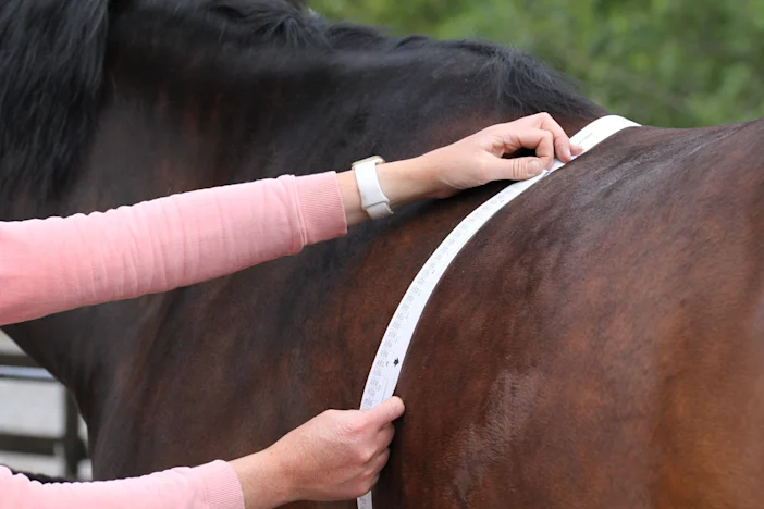 Managing Weight in Senior Horses: Keeping the Right Balance