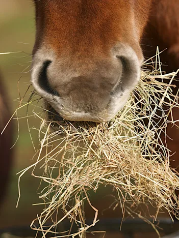 Feeding horses with Equine Metabolic Syndrome (EMS)