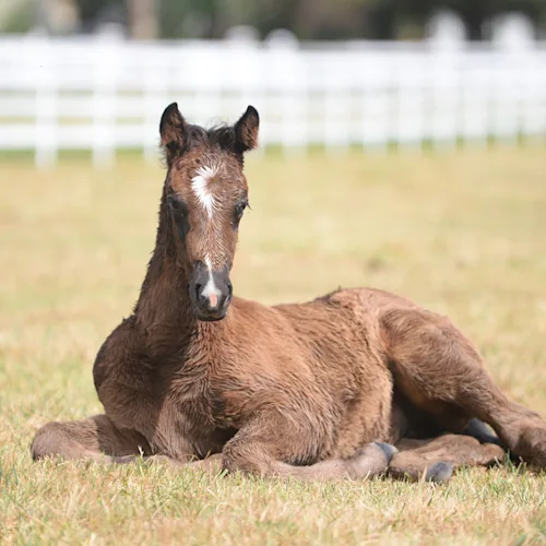Preparing for your new foal