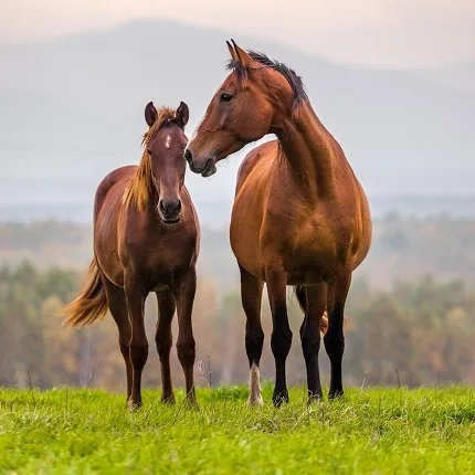 The Benefits of Feeding a Warming Winter Mash