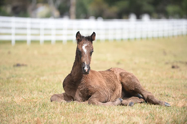 Feeds for every lifestage