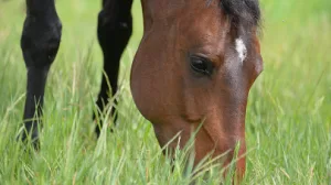 Feeding horses with a propensity for weight gain