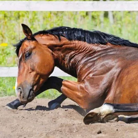 Feeding Horses After Colic Episode