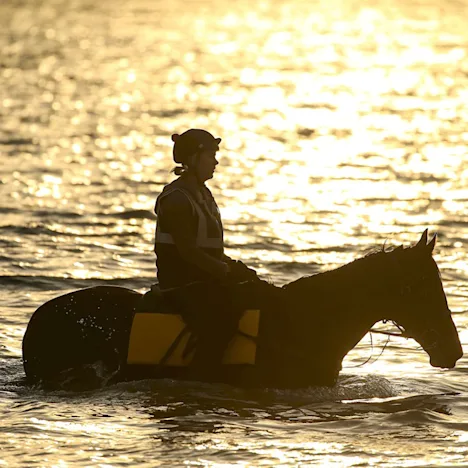 Tips for handling horse feed in hot weather