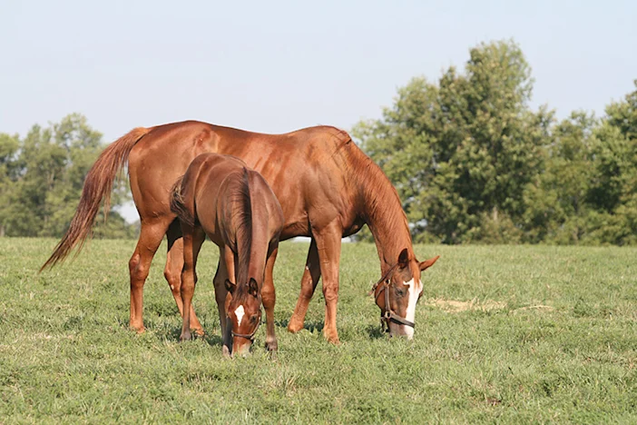 Spring feeding and insulin resistance