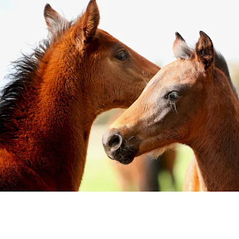 How to grow healthy young horses with Barastoc Low GI Cube