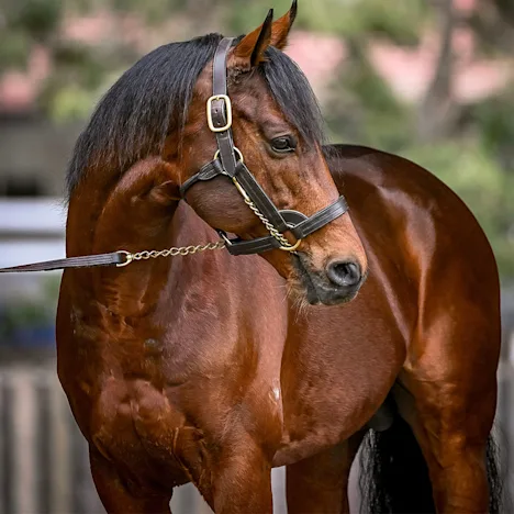 Priming stallions for breeding season