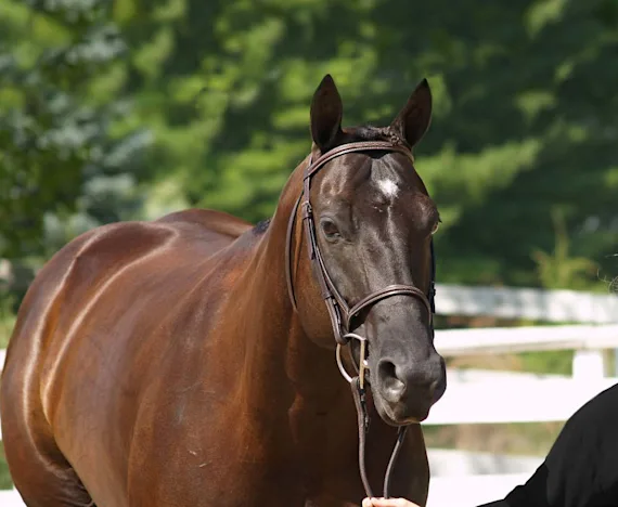 Obesity In The Show Ring