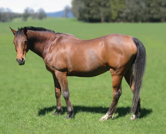 Feeding the older horse