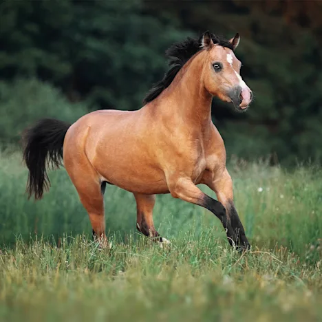 The Keys to Perfect Pony Weight