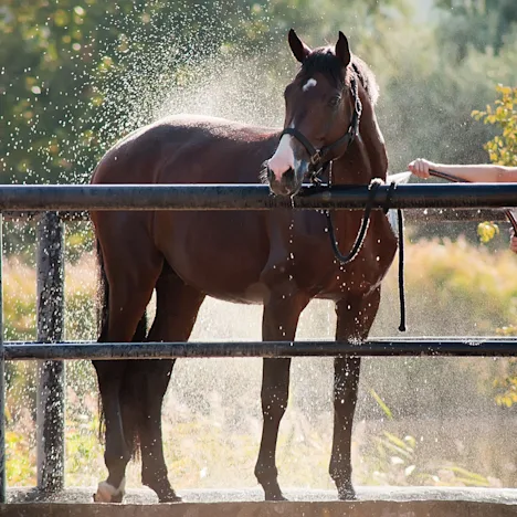 Keeping your horse hydrated