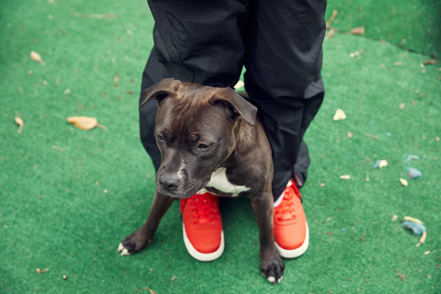 MimiDog