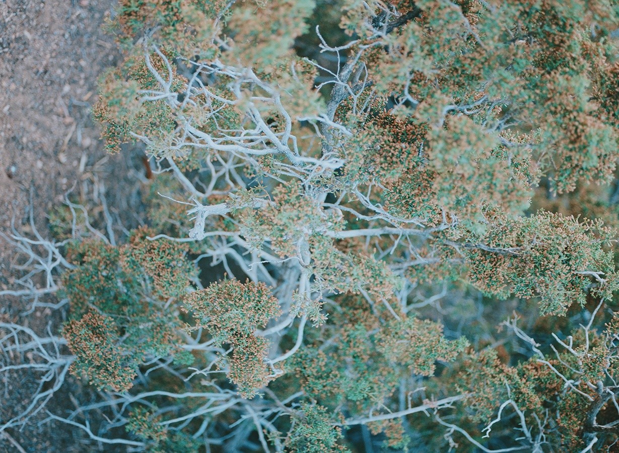 Gossamer59