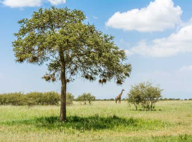 A giraffe grazing in the lush green pastures, Tarangire National Park