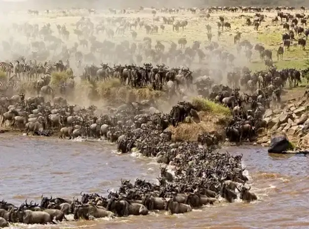The famous Mara River Crossing in Masai Mara National Reserve.