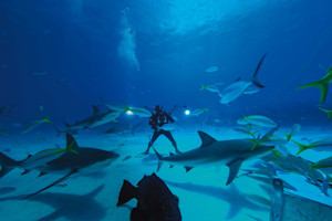 A scuba driver stands on the ocean floor as fish and sharks swim around him.