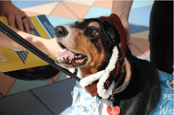Dog-photo-paw-pilots-1-2024-09-30
