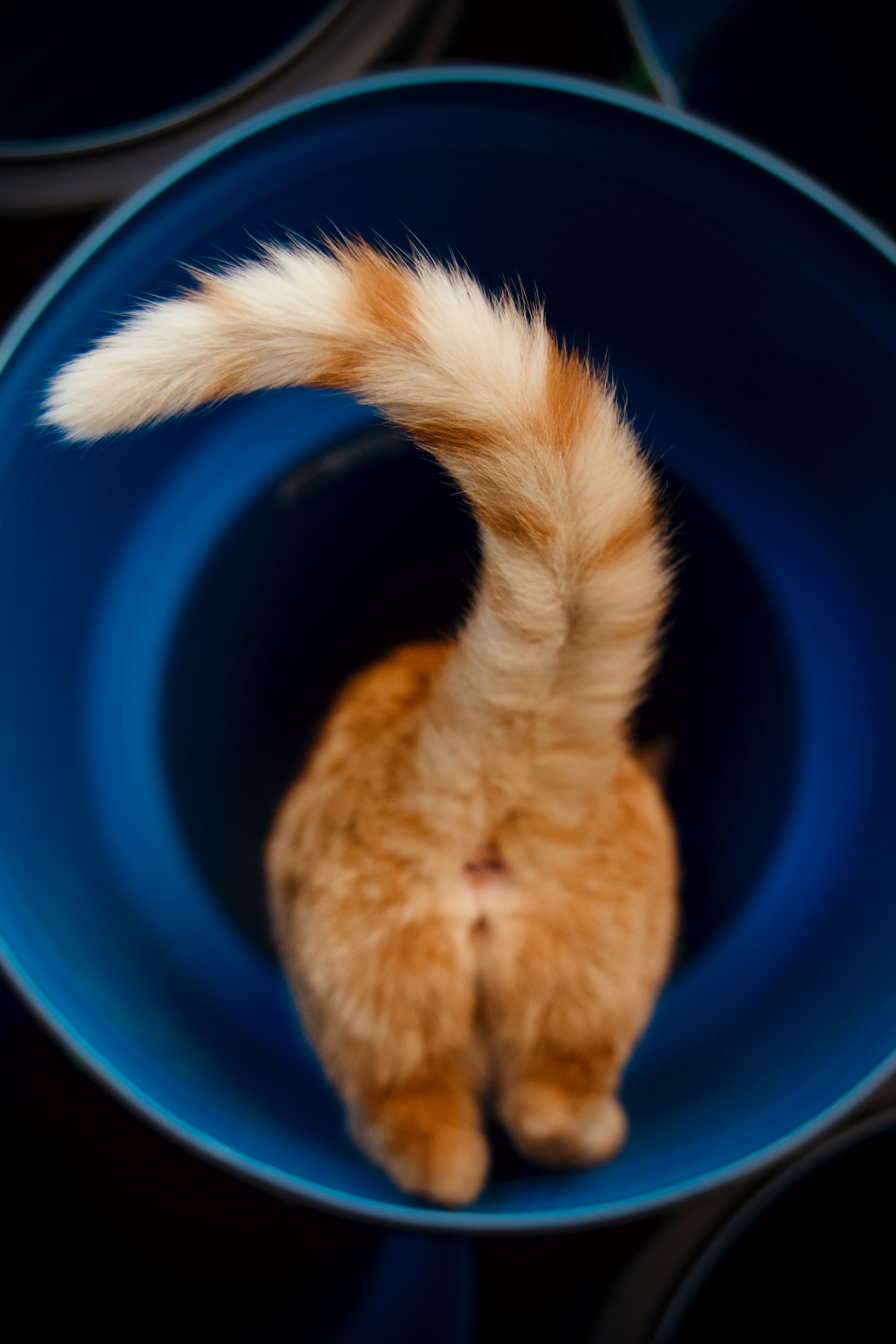 Why Do Cats Wag Their Tails Understanding Your Cat S Body Language