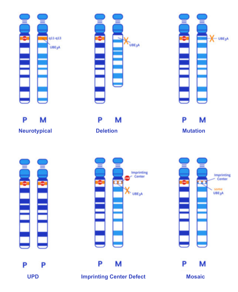 Genotypes image
