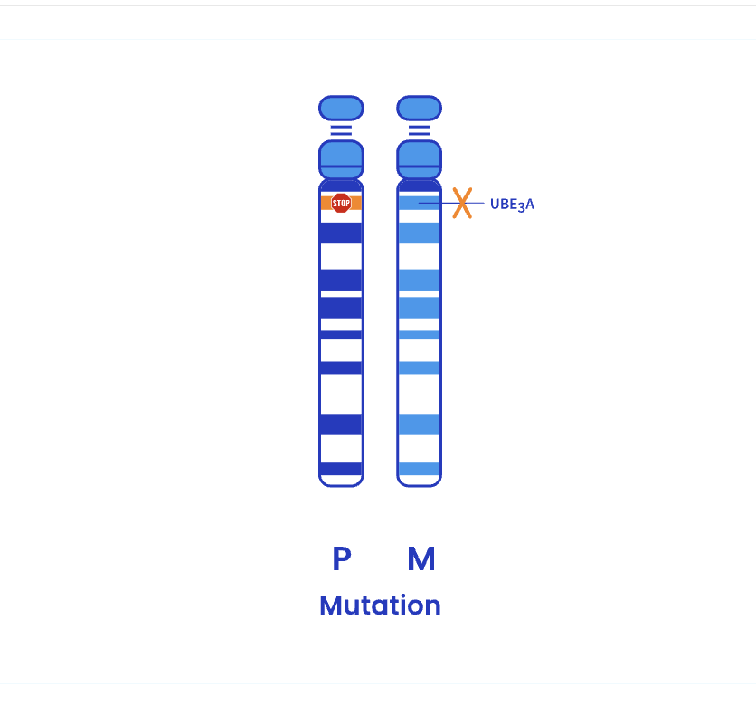 Illustration of mutation genotype