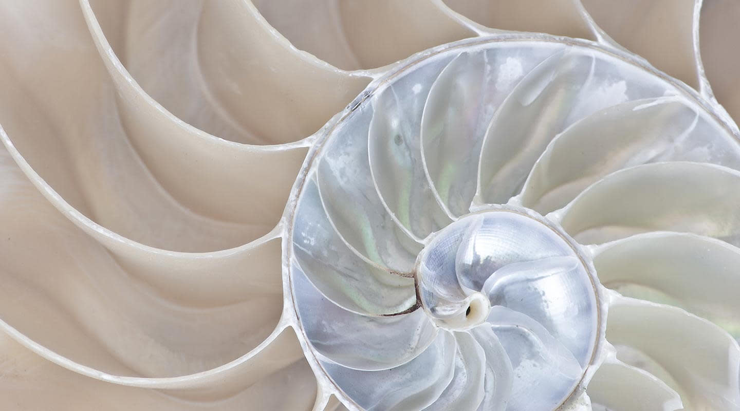 Close up image of a sea shell.