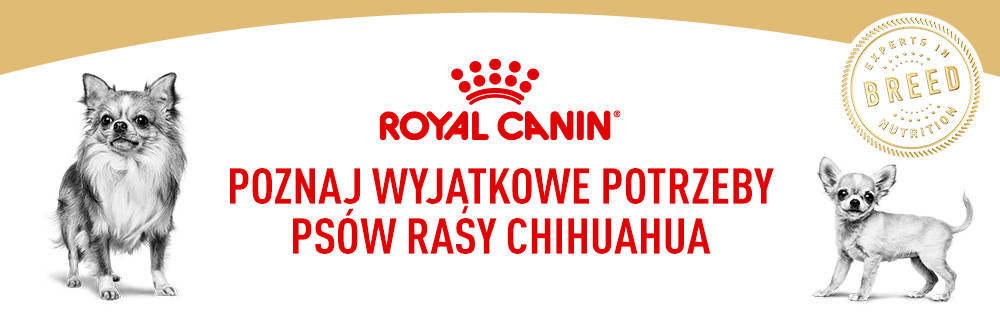 Poznaj wyjątkowe potrzeby psów rasy Chihuahua
