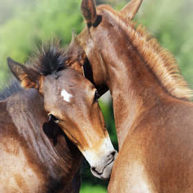 Nourriture pour cheval