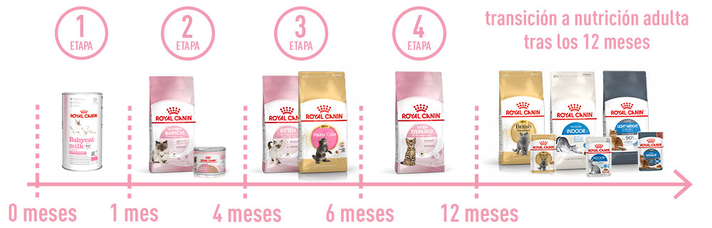 Etapas de crecimiento del gatito
