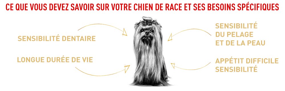 Ce que vous devez savoir sur votre Yorkshire
