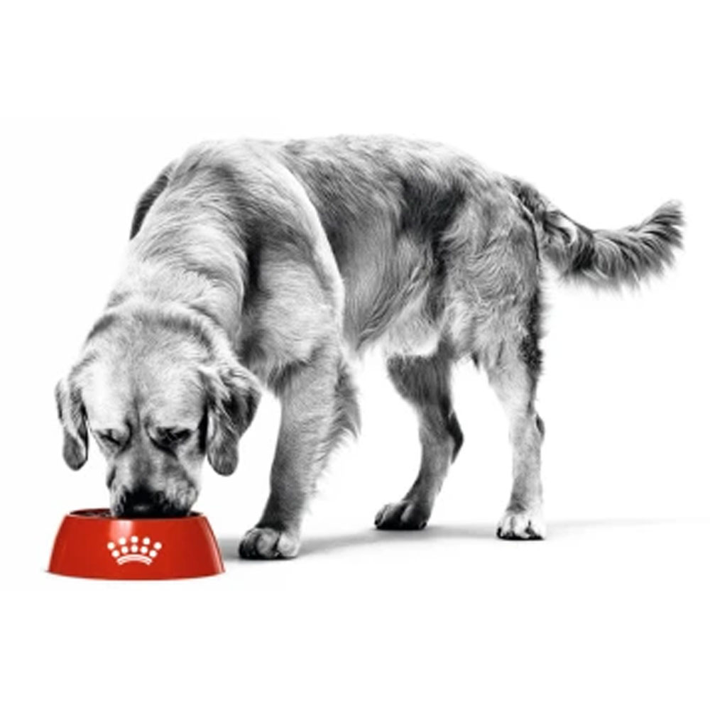 ROYAL CANIN food for dogs