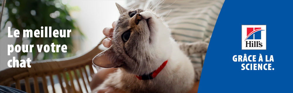 Nourriture Hills pour chat : une alimentation sur mesure pour les chats