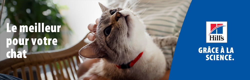 Nourriture Hills pour chat : une alimentation sur mesure pour les chats