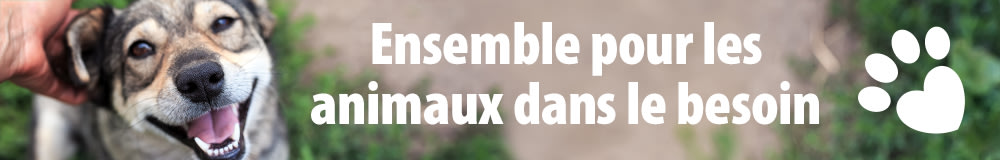 Le bien-être des animaux chez zooplus : nous aidons les amis à quatre pattes !