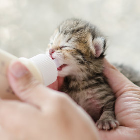 Milch & Ergänzungsfutter 