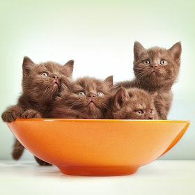 Kitten Bowls & Drinking Fountains