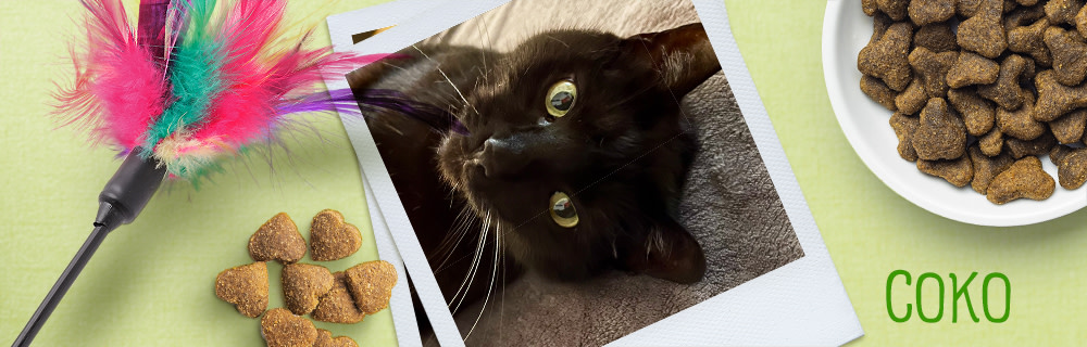 Соко - най-мързеливият котарак