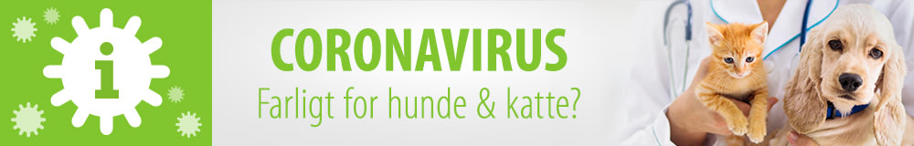 Coronavirus: Farligt for hunde & katte
